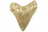 Serrated, Fossil Megalodon Tooth - Indonesia #226261-1